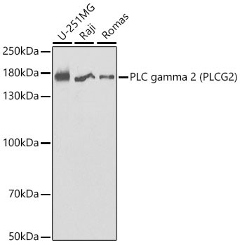 PLCG2 Antibody in Western Blot (WB)