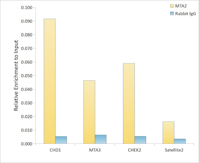 MTA2 Antibody in ChIP Assay (ChIP)