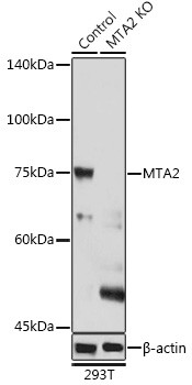 MTA2 Antibody in Western Blot (WB)