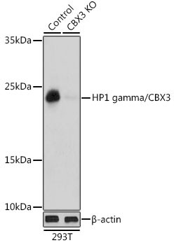 HP1 gamma Antibody in Western Blot (WB)