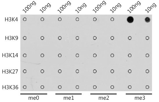 H3K4me3 Antibody in Dot Blot (DB)