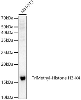 H3K4me3 Antibody in Western Blot (WB)