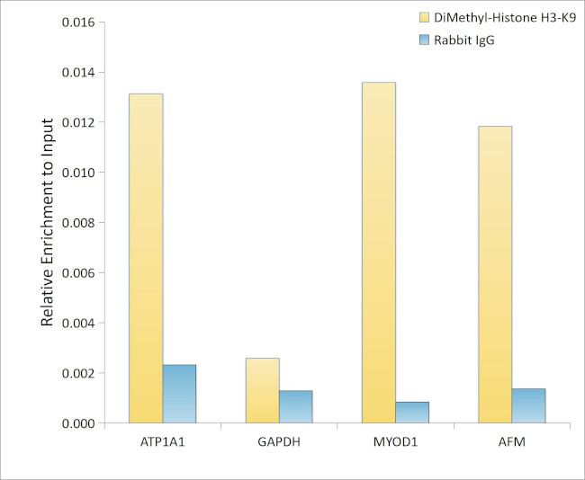 H3K9me2 Antibody in ChIP Assay (ChIP)