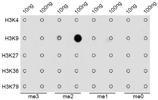 H3K9me2 Antibody in Dot Blot (DB)