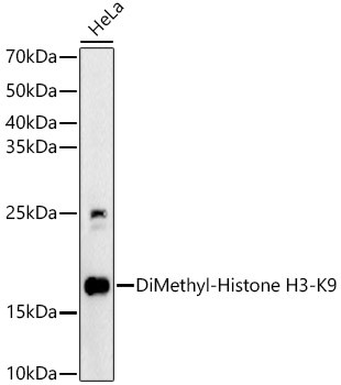 H3K9me2 Antibody in Western Blot (WB)