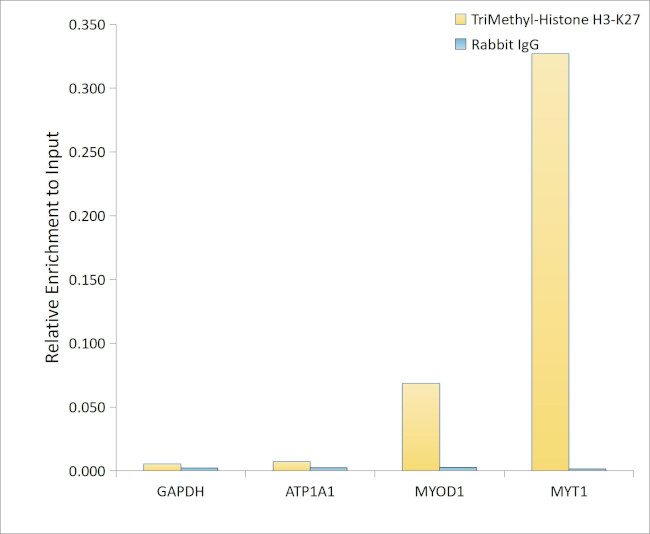 H3K27me3 Antibody in ChIP Assay (ChIP)