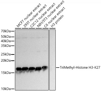 H3K27me3 Antibody in Western Blot (WB)