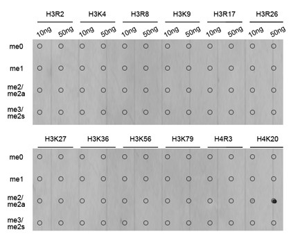 H4K20me2 Antibody in Dot Blot (DB)