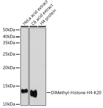 H4K20me2 Antibody in Western Blot (WB)