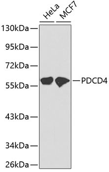 PDCD4 Antibody in Western Blot (WB)