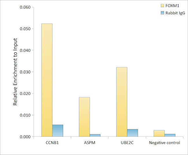 FOXM1 Antibody in ChIP Assay (ChIP)