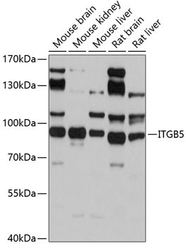 ITGB5 Antibody in Western Blot (WB)