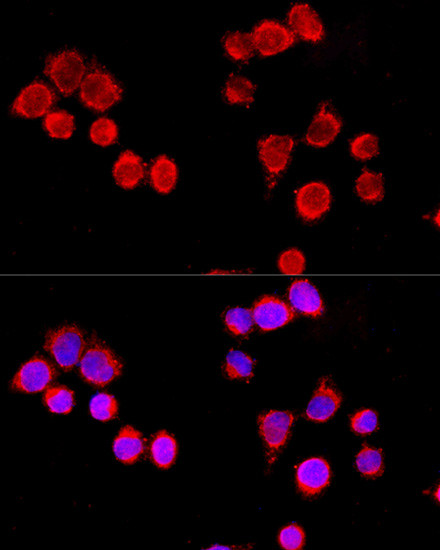 CYP3A4 Antibody in Immunocytochemistry (ICC/IF)