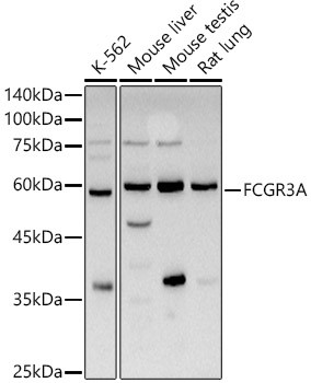 CD16 Antibody in Western Blot (WB)