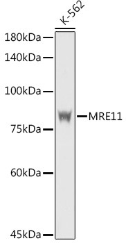 MRE11 Antibody in Western Blot (WB)