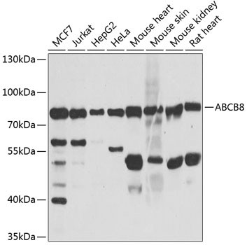 ABCB8 Antibody in Western Blot (WB)