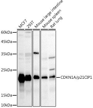 p21 Antibody in Western Blot (WB)