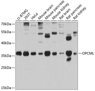 OPCML Antibody in Western Blot (WB)