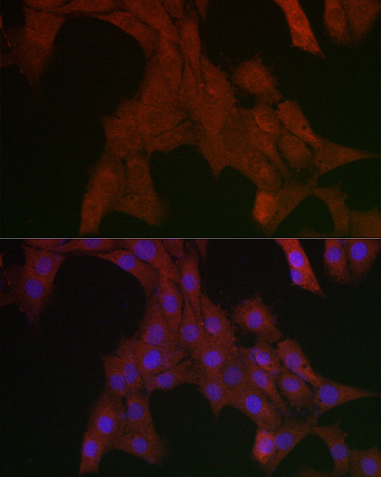 SHP2 Antibody in Immunocytochemistry (ICC/IF)