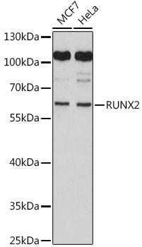 RUNX2 Antibody in Western Blot (WB)