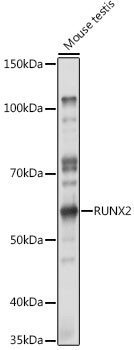 RUNX2 Antibody in Western Blot (WB)