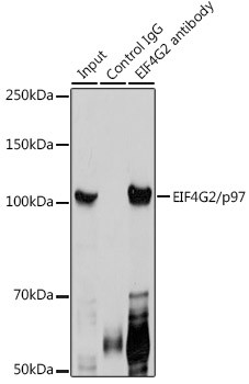 DAP5 Antibody in Immunoprecipitation (IP)