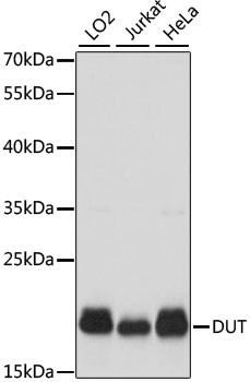 DUT Antibody in Western Blot (WB)