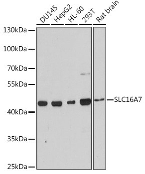 MCT2 Antibody in Western Blot (WB)