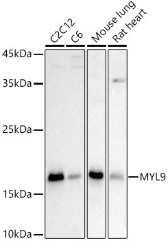 MYL9 Antibody in Western Blot (WB)