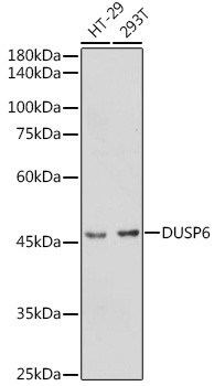 MKP3 Antibody in Western Blot (WB)