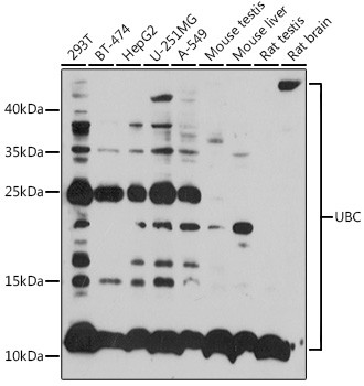 Ubiquitin C Antibody in Western Blot (WB)