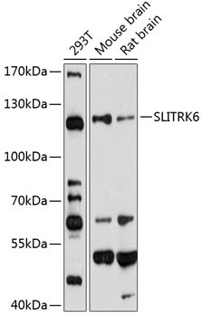 SLITRK6 Antibody in Western Blot (WB)