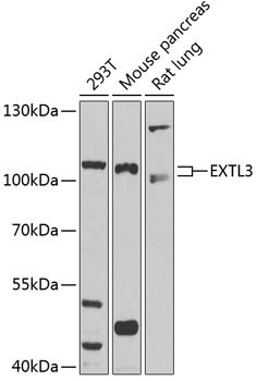 EXTL3 Antibody in Western Blot (WB)