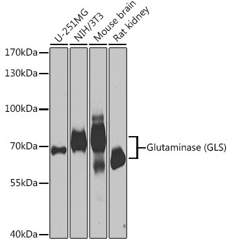 Glutaminase Antibody in Western Blot (WB)