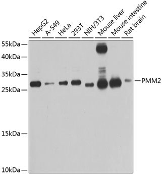 PMM2 Antibody in Western Blot (WB)