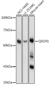 QSOX1 Antibody in Western Blot (WB)