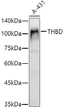 Thrombomodulin Antibody in Western Blot (WB)