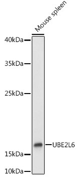 UBE2L6 Antibody in Western Blot (WB)