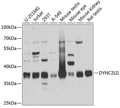 DYNC2LI1 Antibody in Western Blot (WB)