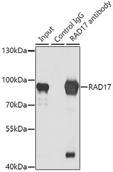 RAD17 Antibody in Immunoprecipitation (IP)