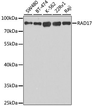 RAD17 Antibody in Western Blot (WB)