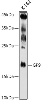 CD42a Antibody in Western Blot (WB)