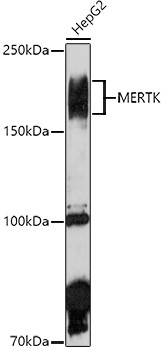 MERTK Antibody in Western Blot (WB)