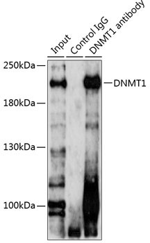 DNMT1 Antibody in Immunoprecipitation (IP)