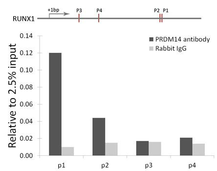 PRDM14 Antibody in ChIP Assay (ChIP)