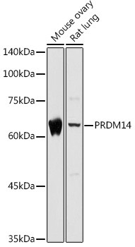 PRDM14 Antibody in Western Blot (WB)