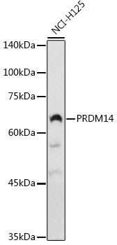 PRDM14 Antibody in Western Blot (WB)