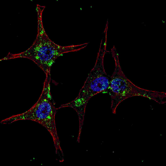 HRD1 Antibody in Immunocytochemistry (ICC/IF)