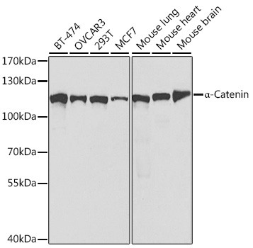 alpha Catenin Antibody in Western Blot (WB)