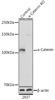 alpha Catenin Antibody in Western Blot (WB)